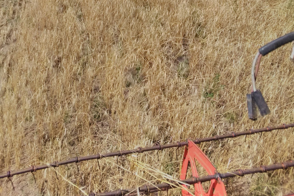 Backwarengetreide aus hofeigenem Ackeranbau